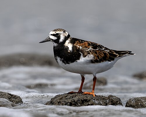 Ruddy turnstone